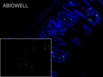 CD3G Recombinant Rabbit Monoclonal  Antibody