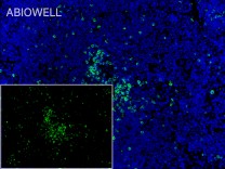 CD3G Recombinant Rabbit Monoclonal  Antibody