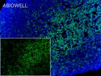 CD3G Recombinant Rabbit Monoclonal  Antibody