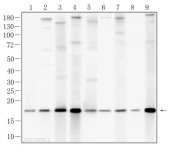 FIS1 Recombinant Rabbit Monoclonal Antibody