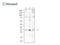 CD134/OX40 Mouse Monoclonal Antibody