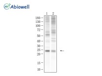 CD134/OX40 Mouse Monoclonal Antibody