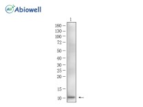 IP-10 Recombinant Rabbit Monoclonal  Antibody