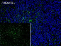 TLR9 Mouse Monoclonal Antibody