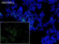 TLR9 Mouse Monoclonal Antibody