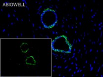 PTGER2 Recombinant Rabbit Monoclonal  Antibody