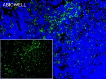 CD134/OX40 Mouse Monoclonal Antibody