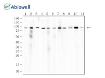 TBK1 Mouse Monoclonal Antibody