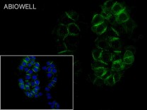 Integrin alpha 2 Recombinant Rabbit  Monoclonal Antibody