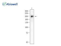 MAP2 Mouse Monoclonal Antibody