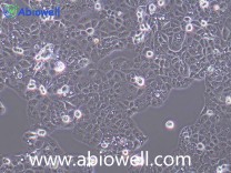 HEC-1-A+luc（人子宫内膜腺癌细胞荧光素酶标记）