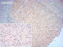 EEA1 Mouse Monoclonal Antibody