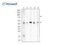 MFN1 Rabbit Polyclonal Antibody