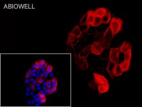 HO-1 Recombinant Rabbit Monoclonal Antibody