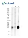 Caveolin-1 Rabbit Polyclonal Antibody