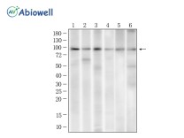 HSP90AB1 Rabbit Polyclonal Antibody