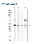 SPARC Rabbit Polyclonal Antibody