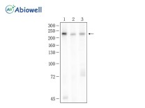 ZO-1 Rabbit Polyclonal Antibody