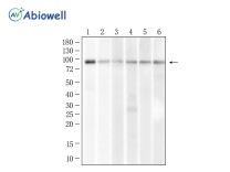 Calnexin Rabbit Polyclonal Antibody