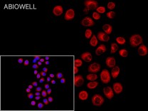 C3 Recombinant Rabbit Monoclonal  Antibody