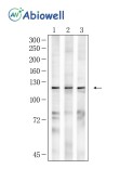 PARP1 Rabbit Polyclonal Antibody