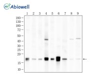 COX IV Rabbit Polyclonal Antibody