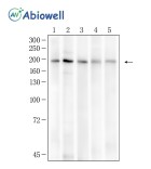 LIFR Rabbit Polyclonal Antibody