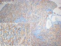 COX IV Rabbit Polyclonal Antibody