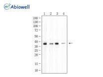 GAPDH Rabbit Polyclonal Antibody