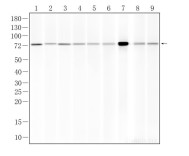 PLZF Mouse Monoclonal Antibody