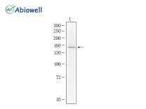 TLR9 Mouse Monoclonal Antibody