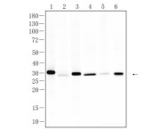 CHOP Recombinant Rabbit Monoclonal  Antibody