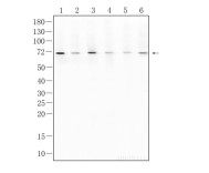 Granulin Recombinant Rabbit Monoclonal  Antibody