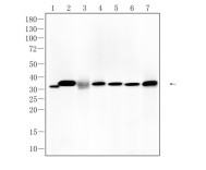 pro Caspase-7 Recombinant Rabbit   Monoclonal Antibody