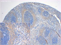 GAPDH Mouse Monoclonal Antibody