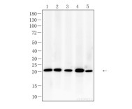 GPX4 Recombinant Rabbit Monoclonal Antibody