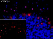 GPX4 Recombinant Rabbit Monoclonal Antibody