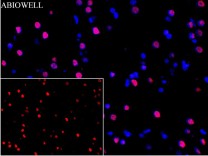 Caspase-8 Recombinant Rabbit Monoclonal Antibody