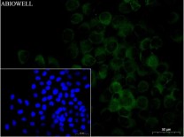 Caspase-8 Recombinant Rabbit Monoclonal Antibody