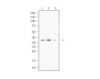 GAPDH Mouse Monoclonal Antibody