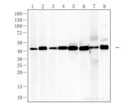 β-actin Rabbit Polyclonal Antibody