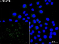 Beclin 1 Recombinant Rabbit Monoclonal Antibody