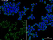 Caspase-1 Recombinant Rabbit Monoclonal Antibody