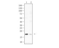 Iba1 Recombinant Rabbit Monoclonal Antibody