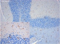 Iba1 Recombinant Rabbit Monoclonal Antibody