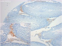 HDAC3 Recombinant Rabbit Monoclonal  Antibody