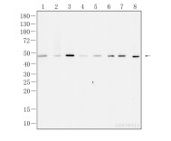 HDAC3 Recombinant Rabbit Monoclonal  Antibody