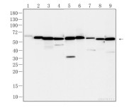 PKR(Phospho Thr446) Rabbit Polyclonal Antibody