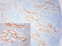 PKR(Phospho Thr446) Rabbit Polyclonal Antibody