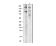 APAF1 Rabbit Polyclonal Antibody